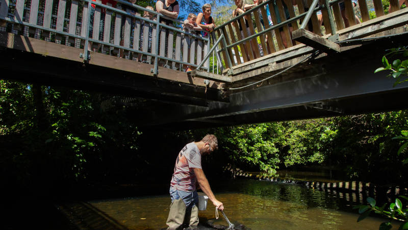 Learn about conservation work at Pūkaha National Wildlife Centre and possibly see New Zealand’s best native inhabitants with their chicks in the aviaries.